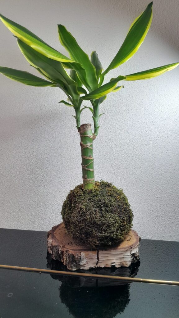 Dracaena altamente decorativa, con il tocco incredibile del muschio.
