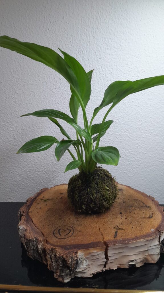 Culla di Mose, calla della pace