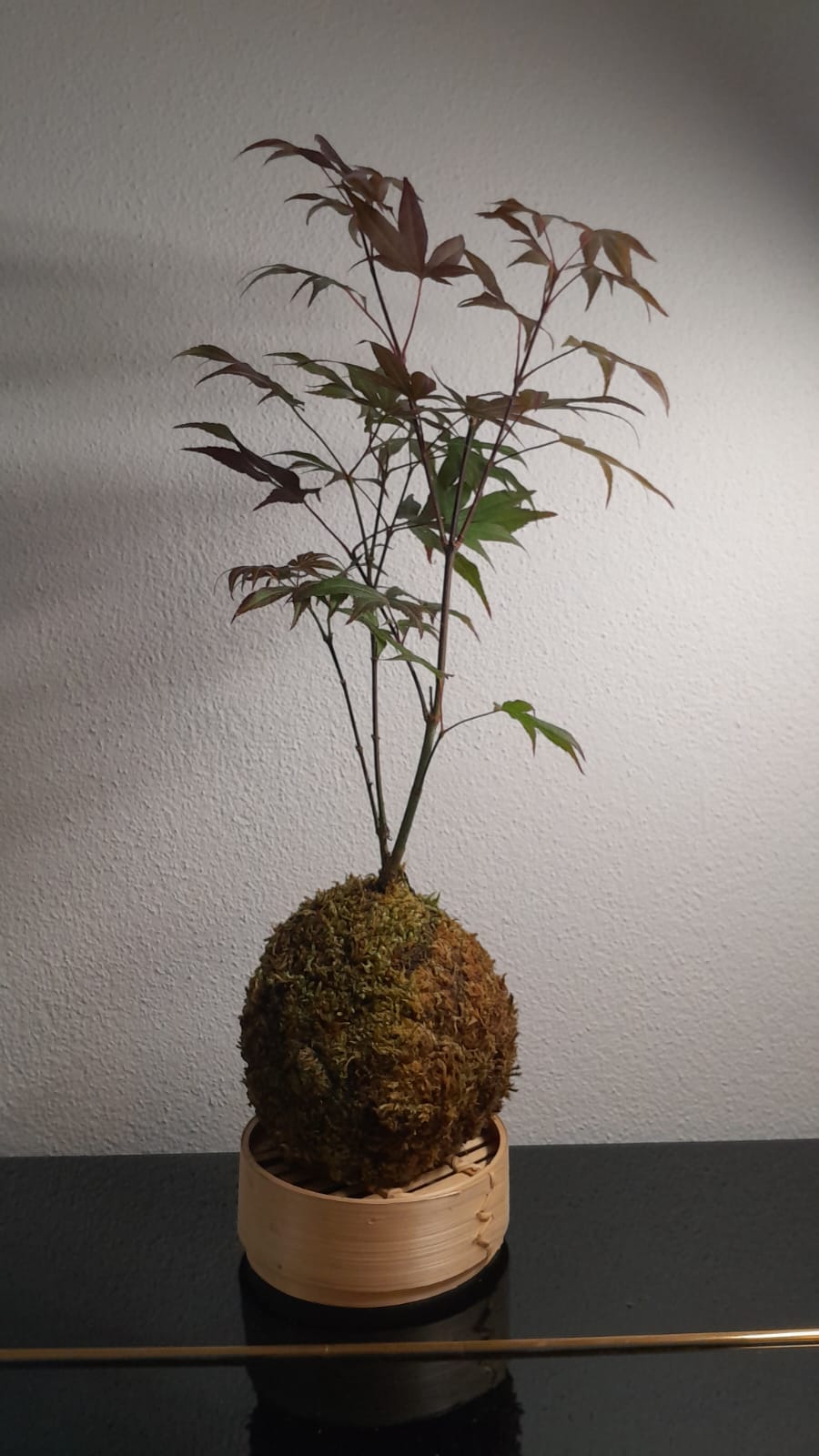 Acero rosso: kokedama artigianale Koke Design