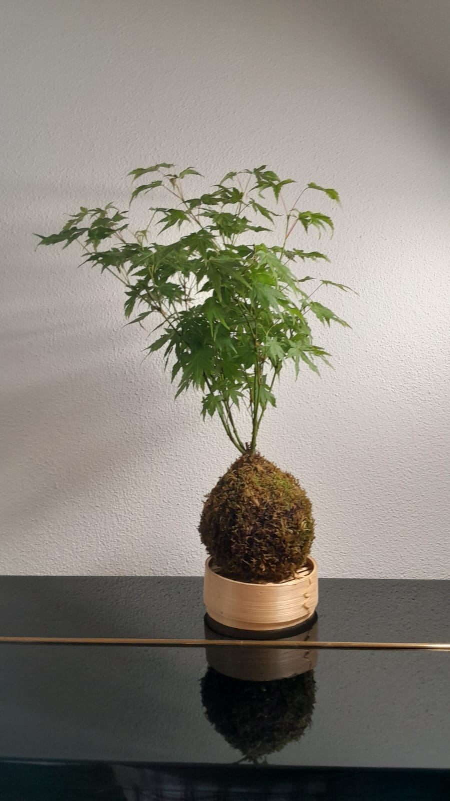 Acero verde in un kokedama: una creazione per immaginare uno spazio di casa