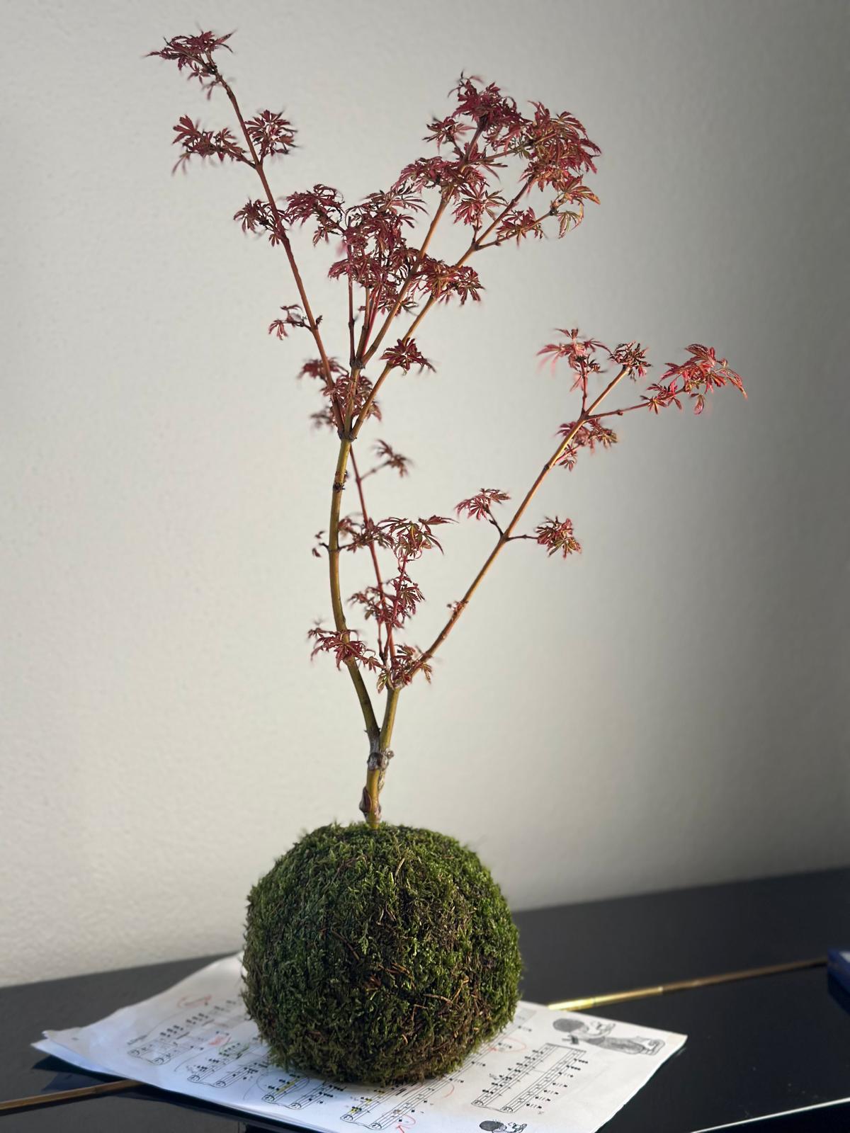 L’acero, in un’altra luce: kokedama artigianale Koke Design