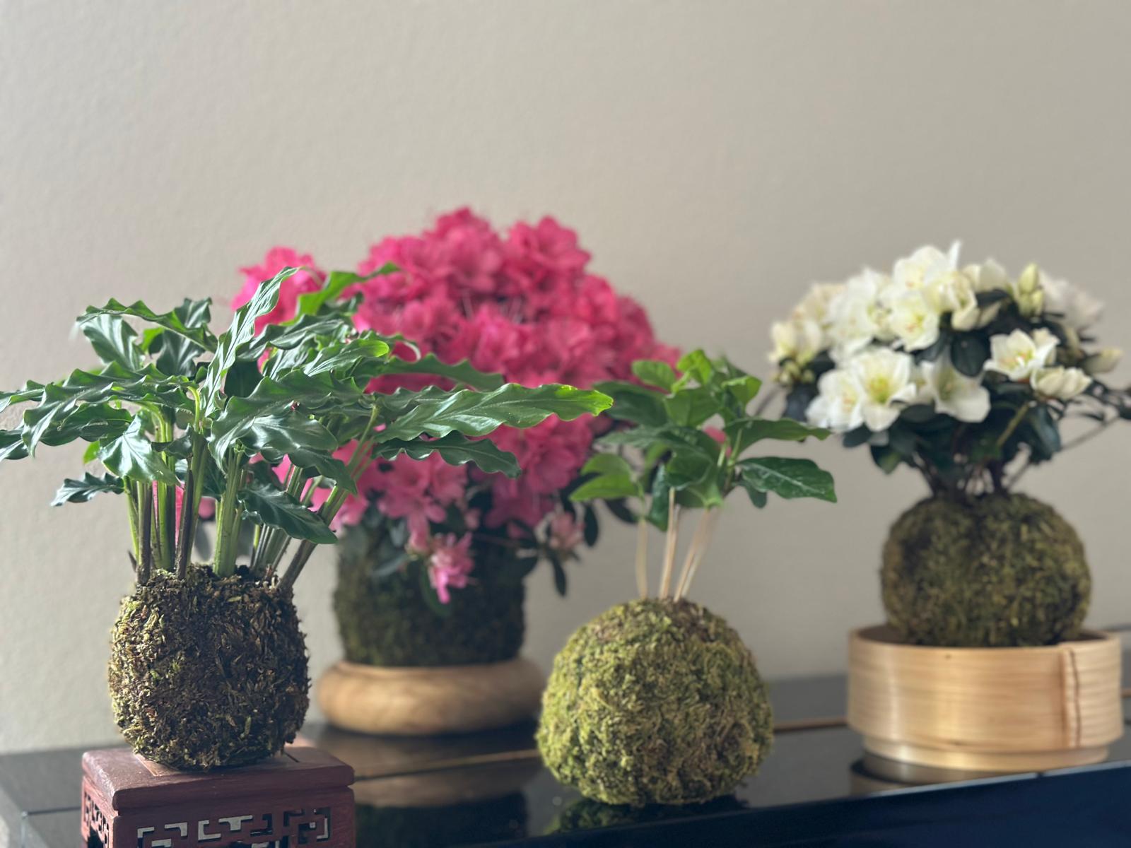 Collezione di kokedama con foglie verdi e fiori rosa e bianchi