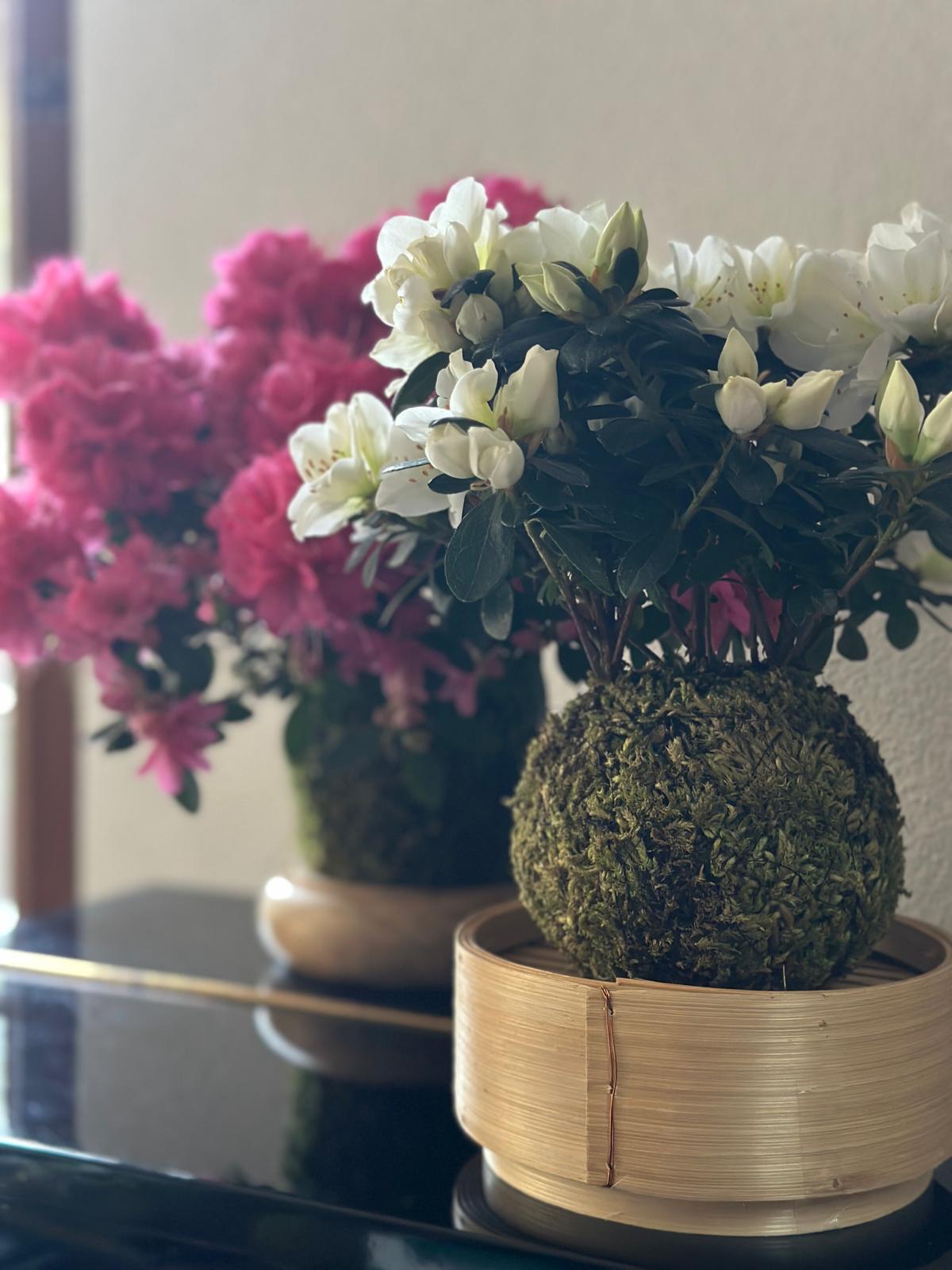 Kokedama fiorito bianco su un supporto in bambù
