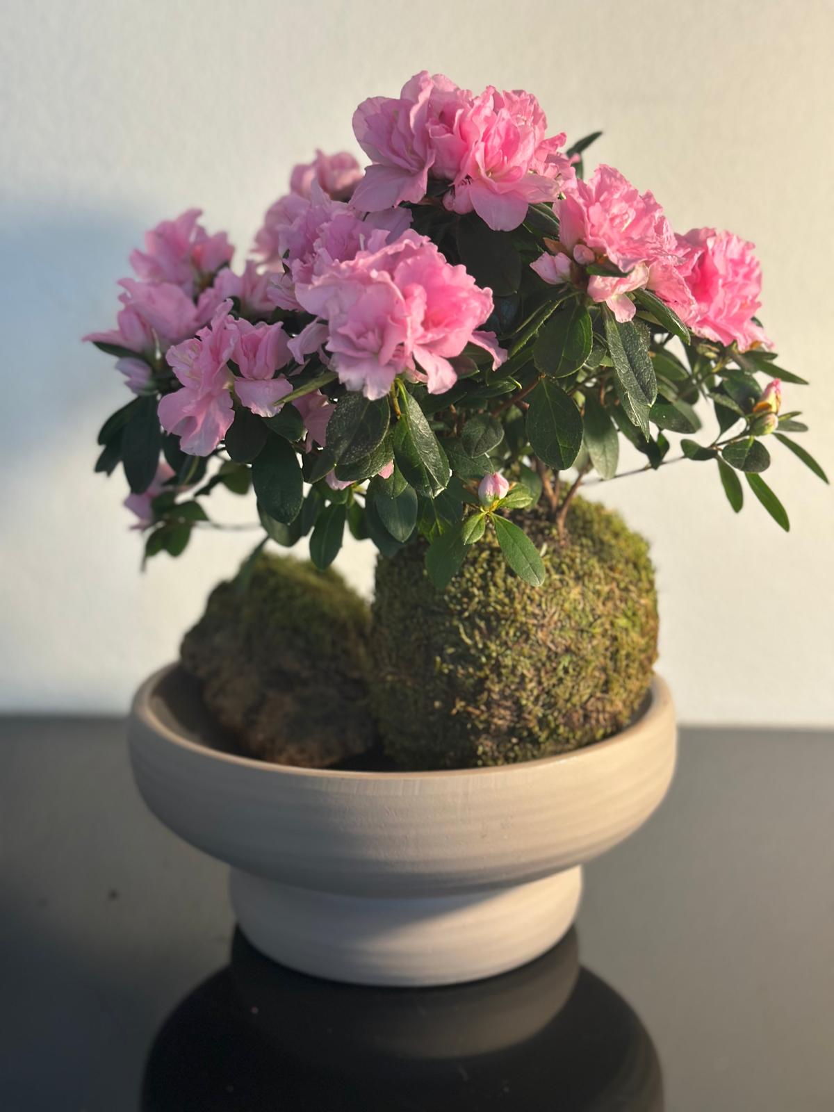 Kokedama con una ricca fioritura rosa