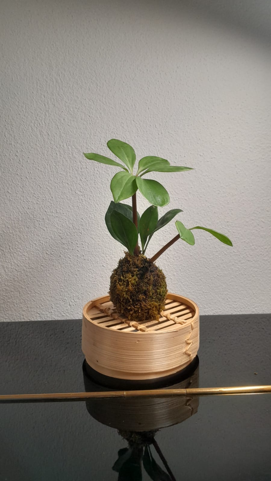 Kokedama verde compatto: una creazione dell’atelier per spazi condivisi