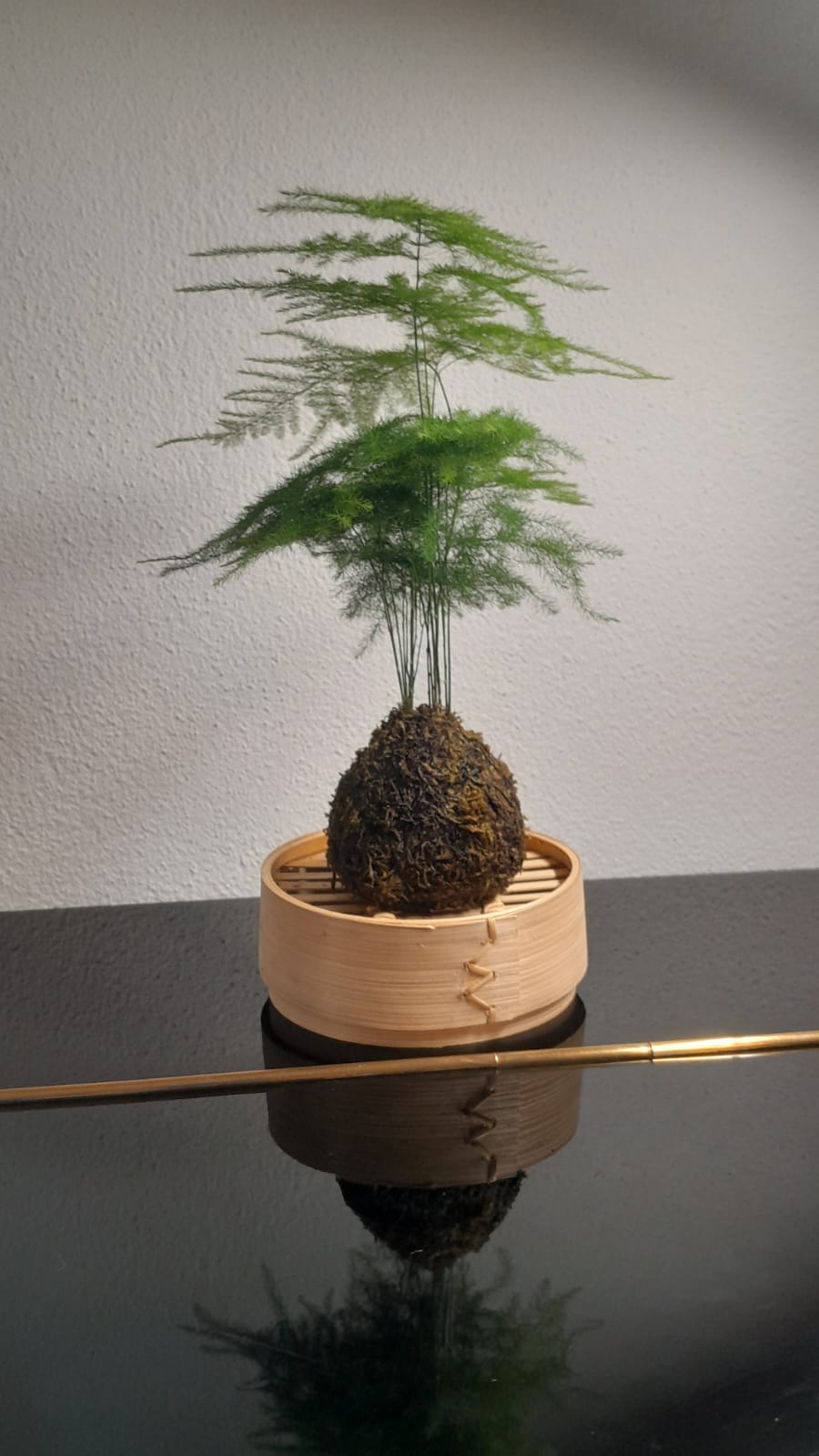 Kokedama dalla chioma verde leggera, su una base in bambù
