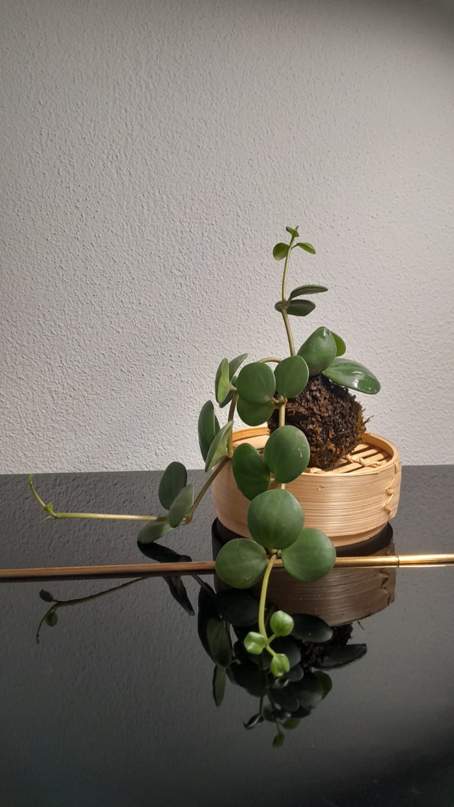 Verde ricadente: kokedama artigianale Koke Design