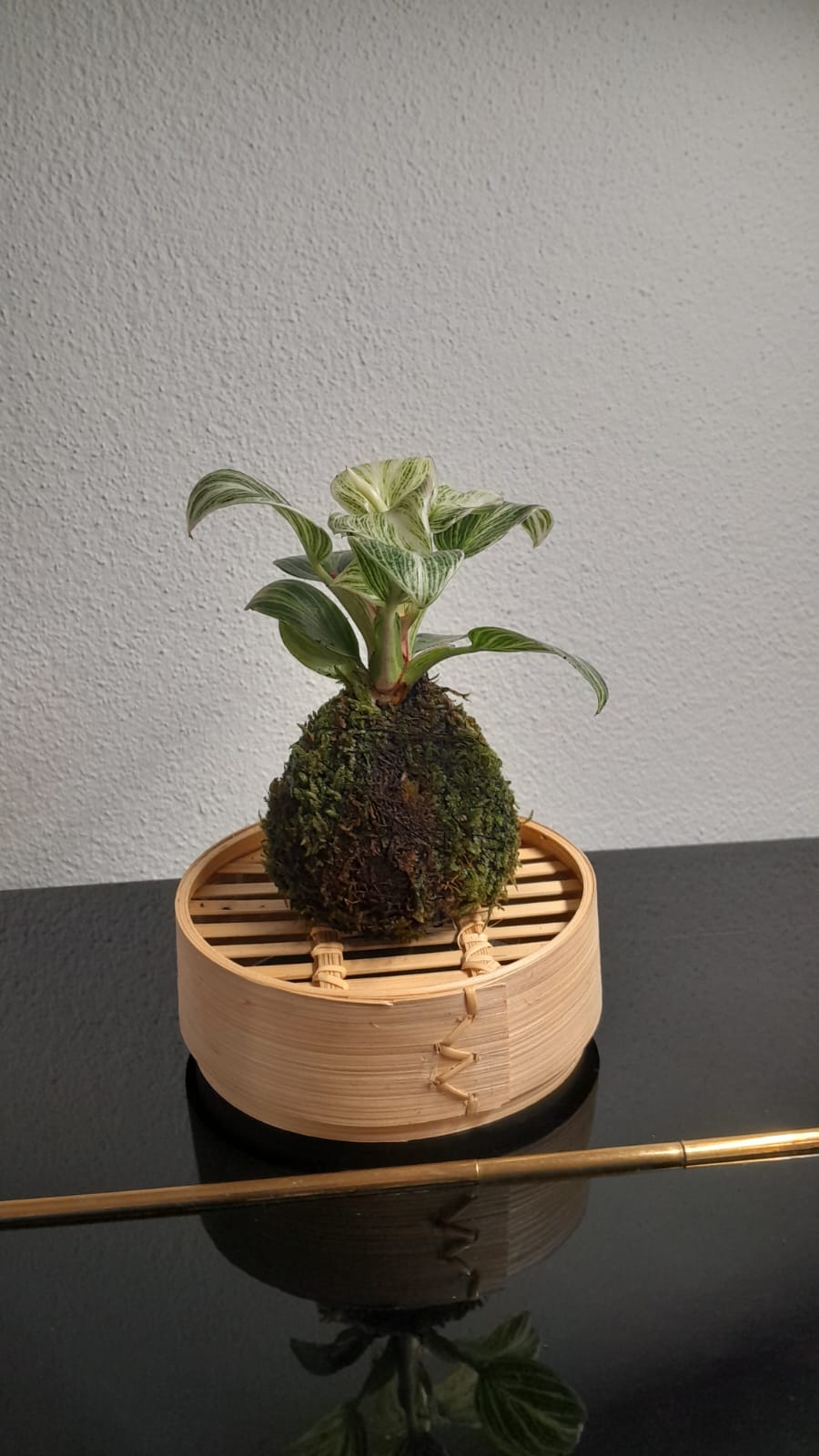 Kokedama con foglie variegate e sfera di muschio su base in bambù